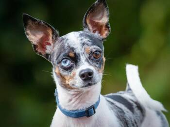Tarzan -  Chihuahua Dog for Adoption in Pointe-fortune, Quebec - Tarzan | PetCurious