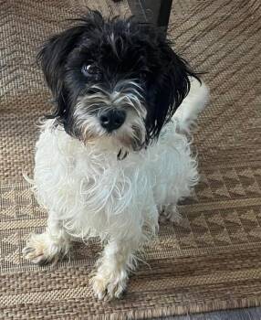 Miniature Schnauzer and Mixed Breed Dogs Available for Adoption - Benjamin | PetCurious