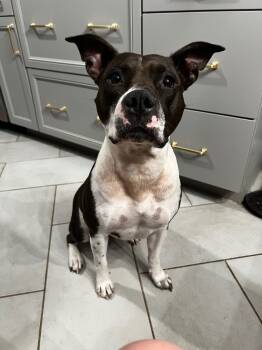 Rescue Pit Bull Terrier Dogs for Adoption in Valley Park, Oklahoma - Abbie | PetCurious