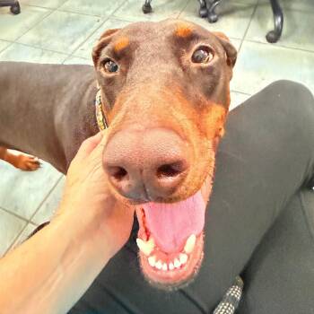 Kali 3621 -  Doberman Pinscher Dog for Adoption in Oakland Park, Florida - Kali 3621 | PetCurious