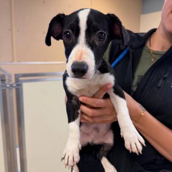 Peter Parker -  Chihuahua and Mixed Breed Dog for Adoption in Naperville, Illinois - Peter Parker | PetCurious