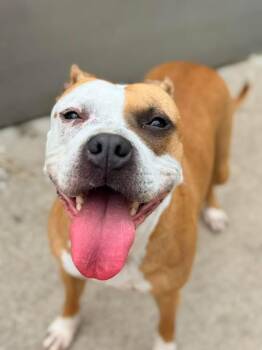 Pit Bull Terrier Dogs Available for Adoption in Chicago, Illinois - Butterfinger | PetCurious