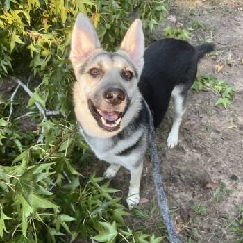 Rescue German Shepherd Dog Dogs for Adoption in Round Rock, Texas - Hazel 2 | PetCurious
