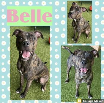 Belle -  Terrier Dog for Adoption in Clearfield, Pennsylvania - Belle | PetCurious