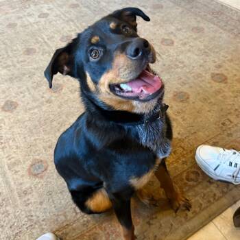 Rescue Rottweiler Dogs for Adoption in Houston, Texas - Shadow | PetCurious