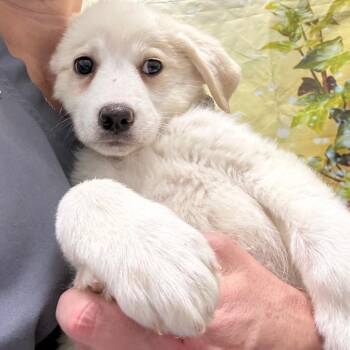 Great Pyrenees and Chocolate Labrador Retriever Dogs Available for Adoption in Normal, Illinois - Shirley | PetCurious