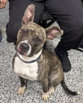 Mixed Breed Dogs Available for Adoption in West Chester, Pennsylvania - Zeus | PetCurious