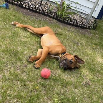 Bilmuri -  Boxer Dog for Adoption in Fargo, North Dakota - Bilmuri | PetCurious