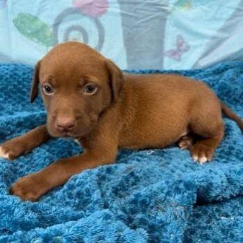 Labrador Retriever and Hound Dogs Available for Adoption in Hattiesburg, Mississippi - Hansel | PetCurious