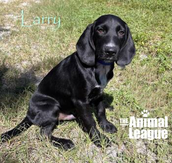 Larry -  Labrador Retriever and Hound Dog for Adoption in Groveland, Florida - Larry | PetCurious