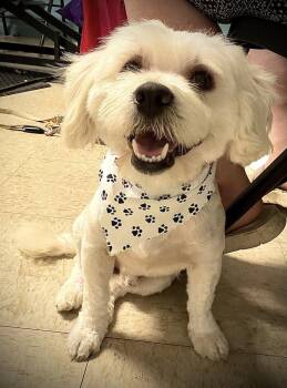 Chiquito -  Shih Tzu and Schnauzer Dog for Adoption in Holly Springs, North Carolina - Chiquito | PetCurious