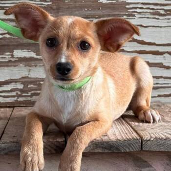 Tanya -  Terrier Dog for Adoption in Carrollton, Texas - Tanya | PetCurious