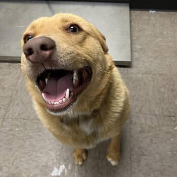 Retriever and Cattle Dog Dogs Available for Adoption in Birmingham, Alabama - Duck | PetCurious