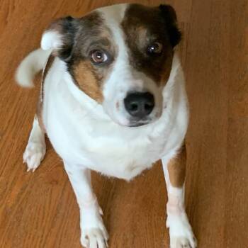 Rescue Cattle Dog and Border Collie Dogs for Adoption in Bedford Park, Illinois - Tina (FKA Tia) | PetCurious