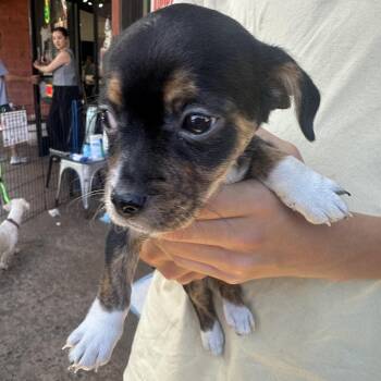 Bella -  Chihuahua and Poodle Dog for Adoption in Los Angeles, California - Bella | PetCurious