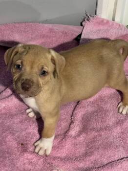 Mixed Breed Dogs Available for Adoption - Travist | PetCurious