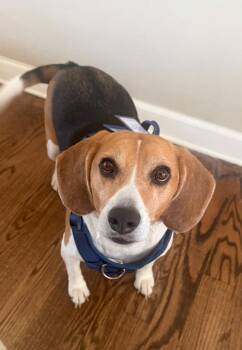 Oshun -  Beagle Dog for Adoption in Momence, Illinois - Oshun | PetCurious