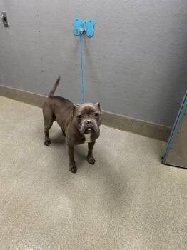 Pit Bull Terrier Dogs Available for Adoption in Las Vegas, Nevada - VIVI | PetCurious