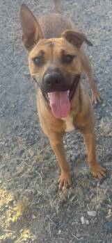 Rescue Shepherd Dogs for Adoption in Brookings, Oregon - Michael | PetCurious