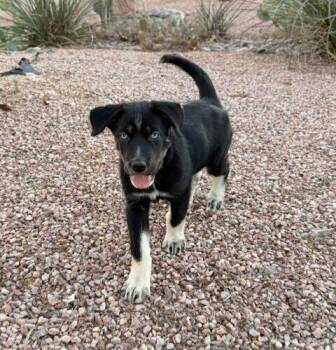 Franki -  Husky and Labrador Retriever Dog Available for Adoption in Henderson, Nevada - Franki | PetCurious