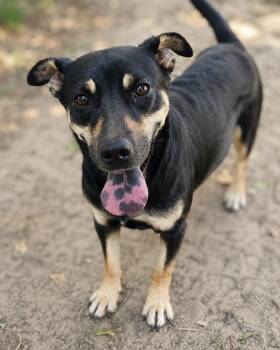 CANDY (WA) -  Miniature Pinscher Dog for Adoption in Klein, Texas - CANDY (WA) | PetCurious