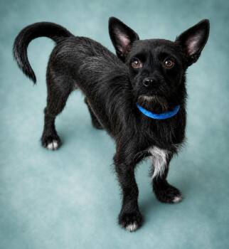 Bark Vader -  Chihuahua and Mixed Breed Dog for Adoption in Hardeeville, South Carolina - Bark Vader | PetCurious