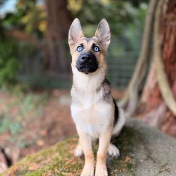 Rummy -  Shepherd Dog for Adoption in Bellingham, Washington - Rummy | PetCurious