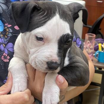 Mixed Breed Dogs Available for Adoption - Dudley | PetCurious