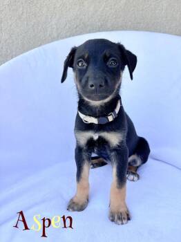 Aspen -  German Shepherd Dog Dog for Adoption in Pleasant Hill, California - Aspen | PetCurious