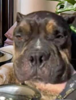 Betty Boop -  American Bully Dog for Adoption in Sumter, South Carolina - Betty Boop | PetCurious