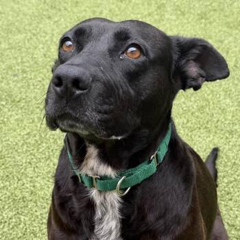 Dutchess -  Black Labrador Retriever and Hound Dog for Adoption in Greensboro, North Carolina - Dutchess | PetCurious
