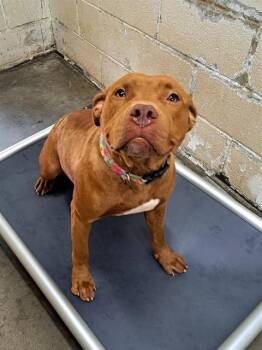 CALEN -  Pit Bull Terrier Dog for Adoption in Easton, Maryland - CALEN | PetCurious