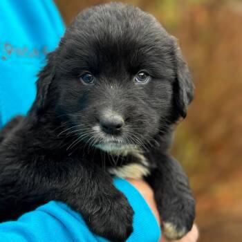 Rescue Mixed Breed Dogs for Adoption in Stormville, New York - NY Lily Avail Nov 30 (Choice Pet Carmel) | PetCurious