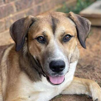 Rescue Shepherd and Chocolate Labrador Retriever Dogs for Adoption in Enterprise, Alabama - Sky | PetCurious