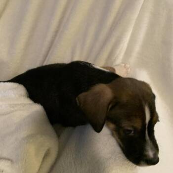 Cardamom -  Black Labrador Retriever and Australian Shepherd Dog for Adoption in Springboro, Ohio - Cardamom | PetCurious