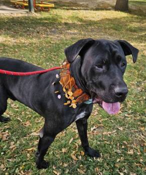 Rescue Black Labrador Retriever and Great Dane Dogs for Adoption in Sioux City, Iowa - Ripp | PetCurious
