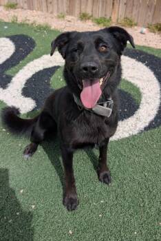 Gracie -  Black Labrador Retriever Dog for Adoption in Benson, Arizona - Gracie | PetCurious