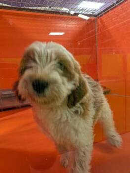 Poodle and Mixed Breed Dogs Available for Adoption in Kansas City, Missouri - Sapphire | PetCurious