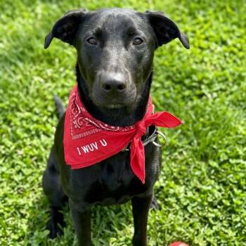 Wayne -  Labrador Retriever and Mixed Breed Dog for Adoption in Houston, Texas - Wayne | PetCurious
