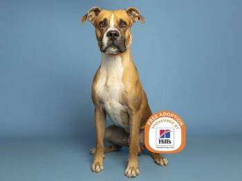 BOOMER -  Boxer Dog for Adoption in Phoenix, Arizona - BOOMER | PetCurious