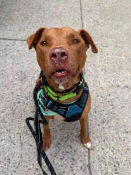 Sid -  American Staffordshire Terrier Dog for Adoption in New York, New York - Sid | PetCurious