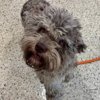 Rye -  Poodle Dog for Adoption in Nashville, Indiana - Rye | PetCurious