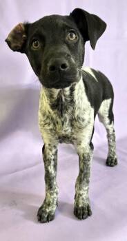 Terrier and Mixed Breed Dogs Available for Adoption in Morton Grove, Illinois - Zebra | PetCurious