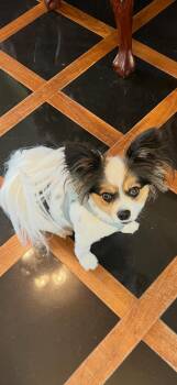 Sherlock -  Papillon Dog for Adoption in Lakewood Village, Texas - Sherlock | PetCurious