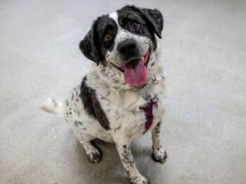 Buck -  Australian Cattle Dog Blue Heeler and Welsh Springer Spaniel Dog for Adoption in Minneapolis, Minnesota - Buck | PetCurious