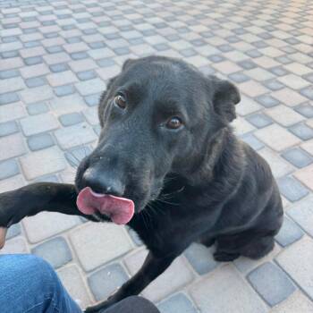 German Shepherd Dog Dogs Available for Adoption in Yuma, Arizona - Kasso | PetCurious