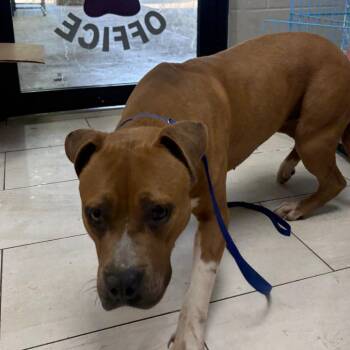 Pit Bull Terrier Dogs Available for Adoption in Lufkin, Texas - Joy | PetCurious