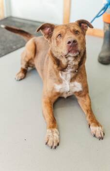 Nash -  Mixed Breed Dog for Adoption in Lawrenceburg, Tennessee - Nash | PetCurious