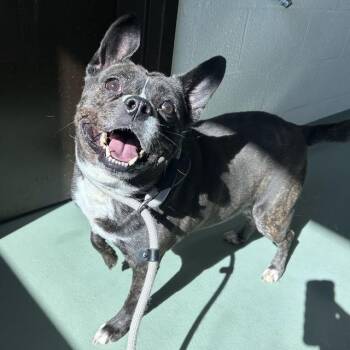 Terrier and Mixed Breed Dogs Available for Adoption in Lyndhurst, Virginia - Daisy | PetCurious