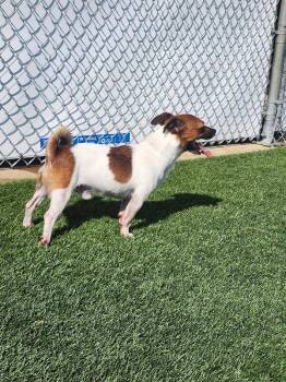 Pluto -  Jack Russell Terrier and Chihuahua Dog for Adoption in Jackson, Tennessee - Pluto | PetCurious
